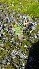 Matricaria discoidea