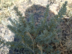 Salsola foliosa