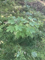 Acer platanoides