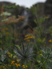 Eryngium alpinum