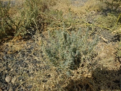 Salsola foliosa