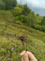 Apiaceae