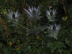 Eryngium alpinum
