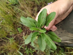 Veronica spicata