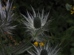 Eryngium alpinum