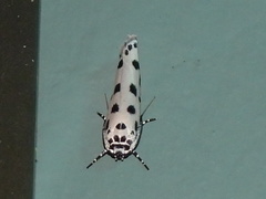 Ethmia sphaerosticha