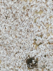 Diaspis echinocacti