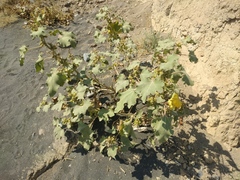 Xanthium orientale riparium