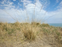 Stipa splendens