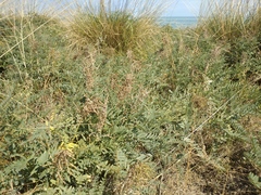 Sophora alopecuroides