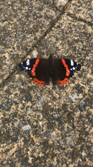 Vanessa atalanta