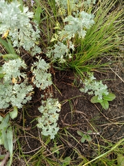 Artemisia frigida
