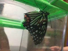 Hestina assimilis