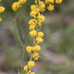 Acacia continua