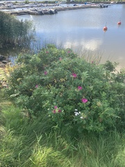 Rosa rugosa