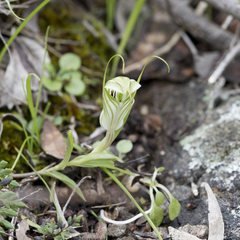 Pterostylis robusta