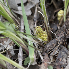 Lomandra densiflora