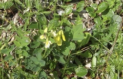 Astragalus umbellatus