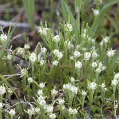Blennospora drummondii