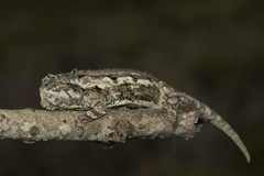 Bradypodion occidentale