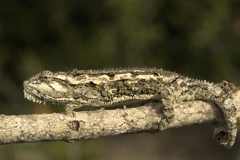 Bradypodion occidentale