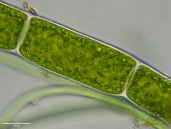 Rhizoclonium