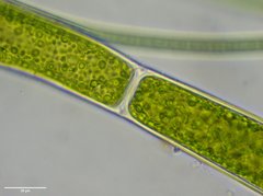 Rhizoclonium