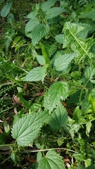 Urtica dioica
