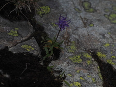 Phyteuma globulariifolium