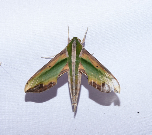 Photo of Green Pergesa Hawkmoth (Pergesa acteus)