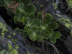 Primula marginata