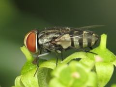 Miltogramma taeniata