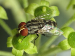Miltogramma taeniata