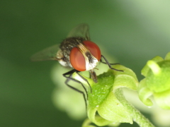 Miltogramma taeniata