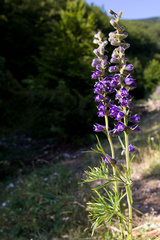 Delphinium fissum