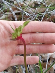 Anigozanthos bicolor