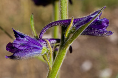 Delphinium fissum