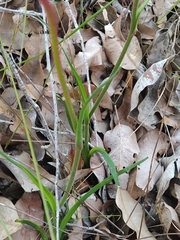 Anigozanthos bicolor