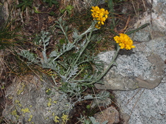 Jacobaea incana