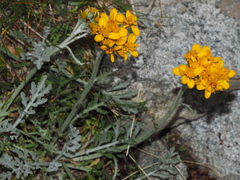 Jacobaea incana
