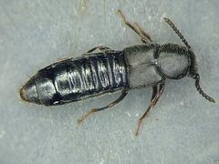 Aleochara obscurella
