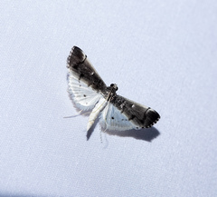 Orphnophanes eucerusalis