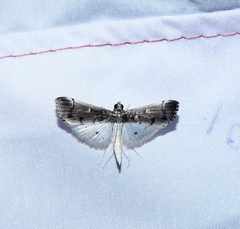 Orphnophanes eucerusalis