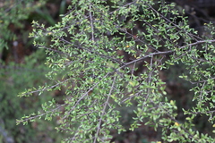 Coprosma microcarpa