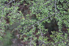 Coprosma microcarpa