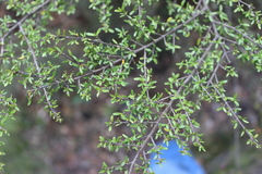 Coprosma microcarpa