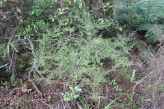 Coprosma microcarpa