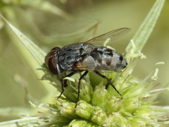 Miltogramma oestracea