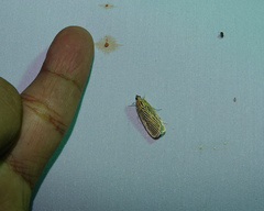 Tyspanodes linealis