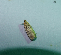 Tyspanodes linealis